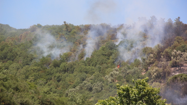 Kocaeli'de makilik yangını (2)