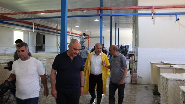 Keban'da anaç sazan balıklarından sağım yapıldı