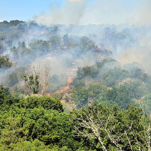Edirne'de orman yangını