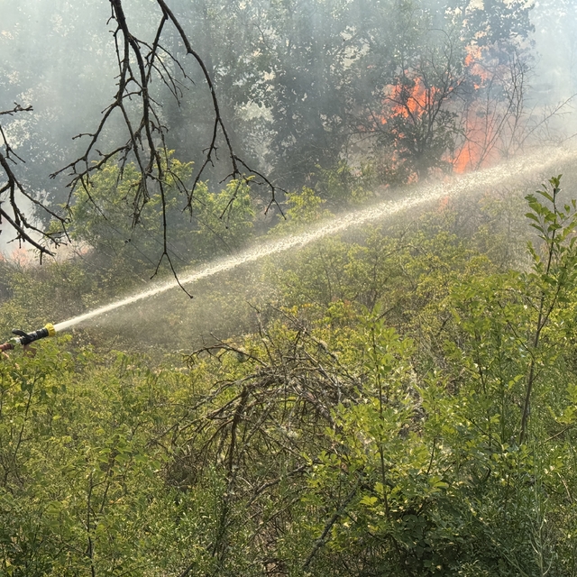 Edirne'de çıkan orman yangınına müdahale ediliyor