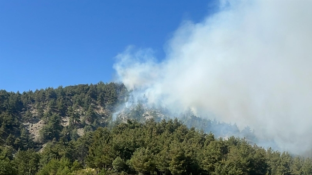 Bilecik'te orman yangını