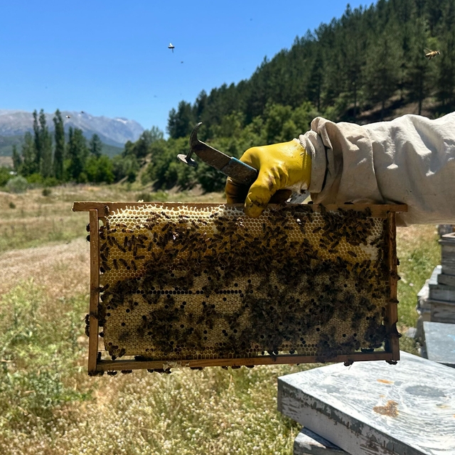 Isparta'daki yaylalarda konargöçer arıcılar bal hasadına hazırlanıyor