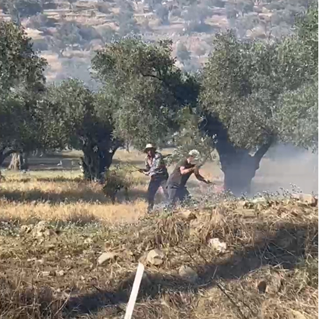 İzmir'de zeytinlik alanda çıkan yangın söndürüldü
