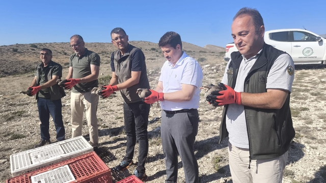 Nallıhan'da 200 kınalı keklik doğaya salındı