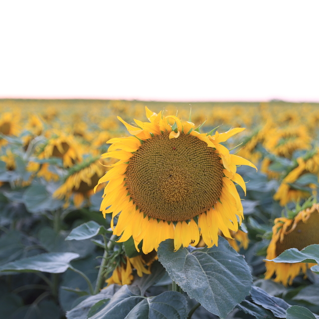 Sulama imkanı artan köylerde yılda iki ürün alınmaya başladı