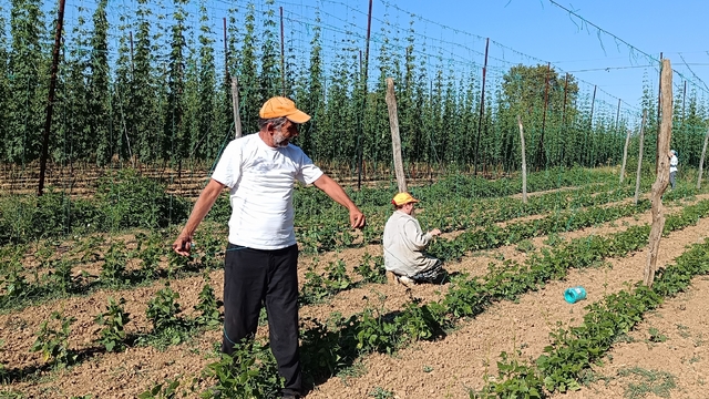 Bilecik'te tescilli boncuk fasulye üreticilerinin iplikleme mesaisi başladı
