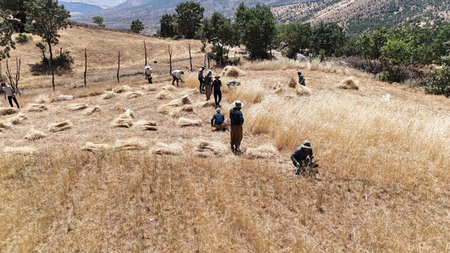 Traktörle gidilemeyen tarlalardaki buğdaylar orakla biçiliyor