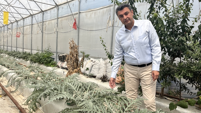 Volkanik cüruf ile topraksız tarım yapılıyor