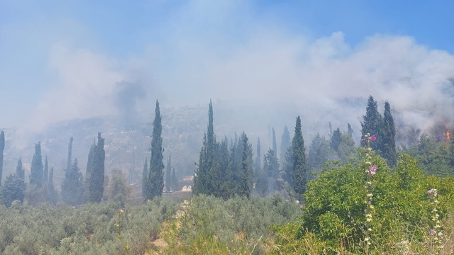 Bursa'da tarım alanında çıkan yangına müdahale ediliyor
