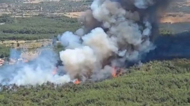 İzmir Bornova'da orman yangını