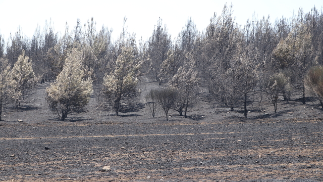 GÜNCELLEME 2 - Tekirdağ'da çıkan orman yangını kontrol altına alındı