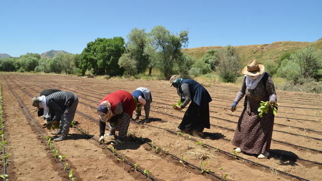 Muş'ta çiftçiler tütün ekimine başladı