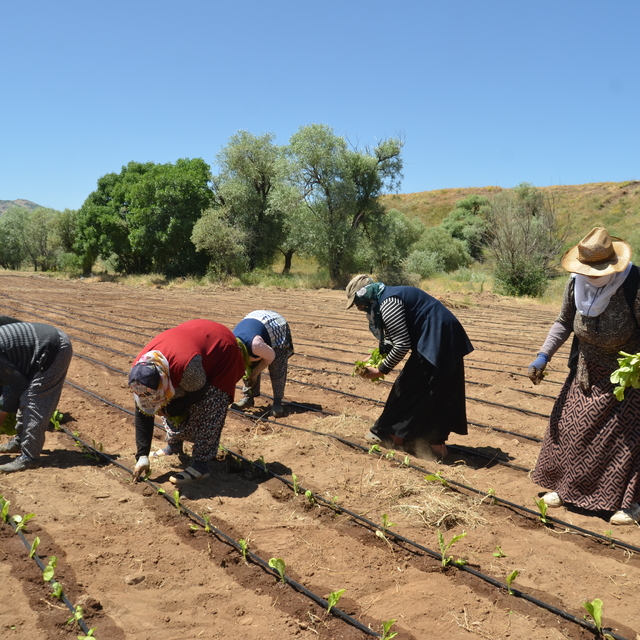 Muş'ta çiftçiler tütün ekimine başladı