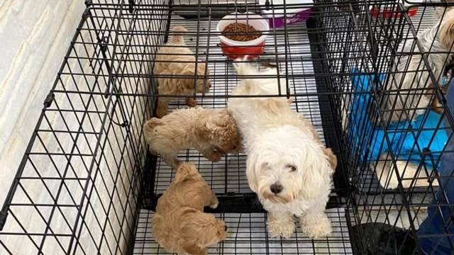 Kırklareli'de kaçak cins köpek üretim yerine baskın