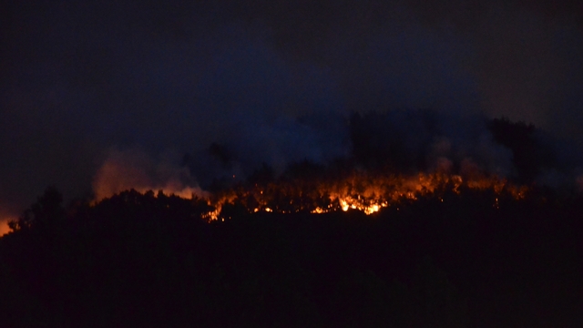 Sakarya'da orman yangını (4)