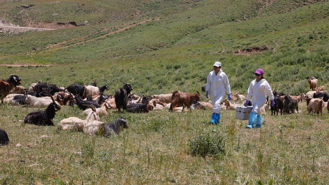 Hakkari'de veteriner hekimler zamanla yarışarak şap hastalığının yayılmasını önledi