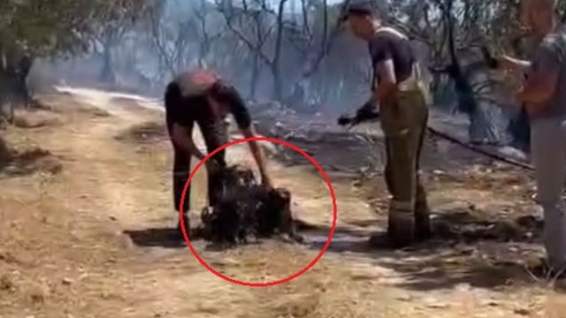 Yangında mahsur kalan 2 köpeğe ilk müdahaleyi su sıkarak yaptılar