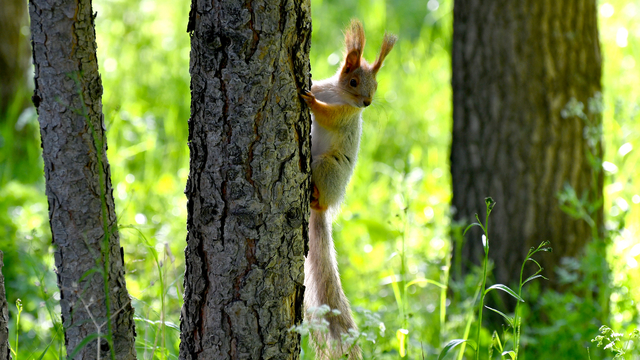 Kars'ta kızıl sincaplar millet bahçesini şenlendirdi