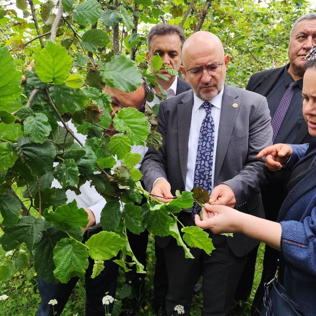 TBMM Zirai Don Olayını Araştırma Komisyonu üyeleri, Giresun'da fındık bahçe...