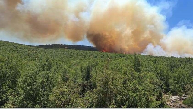 Gaziantep'te orman yangını- Yeniden