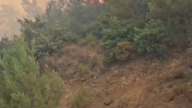 Balıkesir'de orman yangını