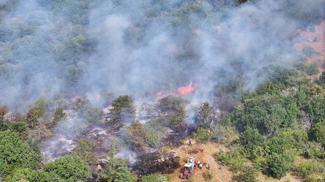 Edirne'de çıkan orman yangınına müdahale ediliyor