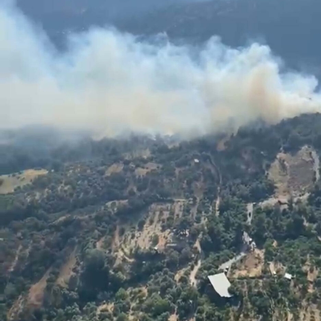 Aydın'da orman yangını