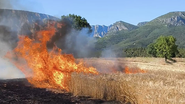 Samsun'da çıkan yangında yaklaşık 11 dönüm buğday ekili arazi zarar gördü
