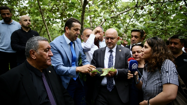 TBMM Komisyonu üyeleri, Giresun ve Ordu'da zirai donun fındıktaki etkilerini araştırdı