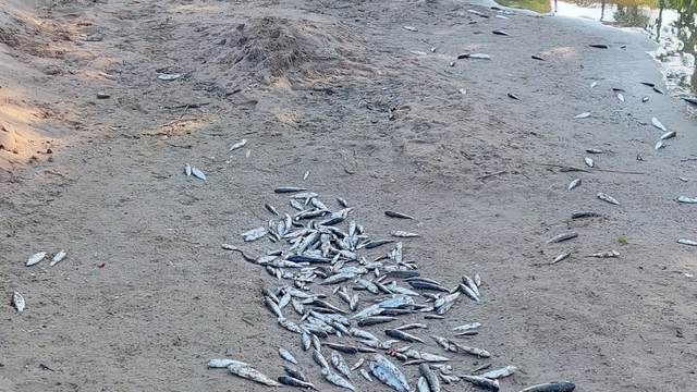 Antalya'da denize dökülen kanalda balık ölümlerine inceleme