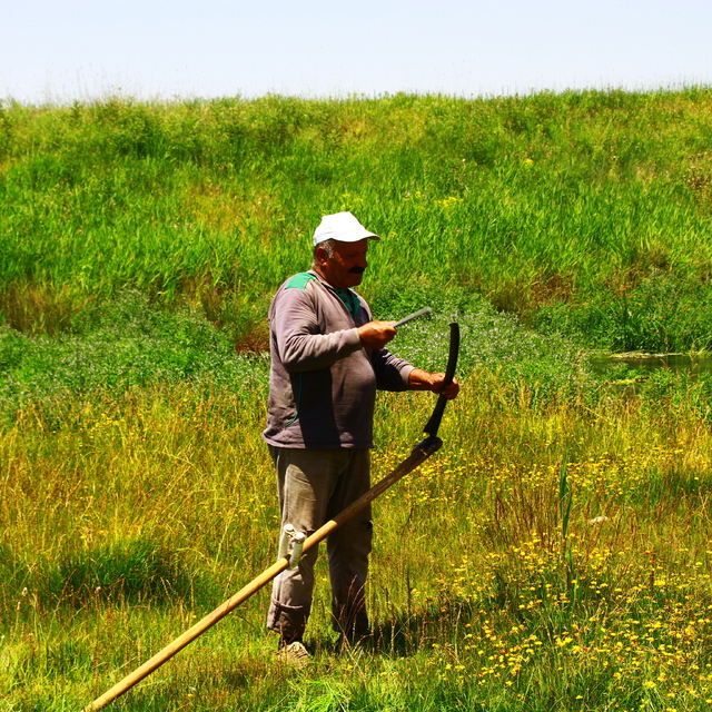 Muş'ta çiftçiler tırpanla ot hasadına başladı