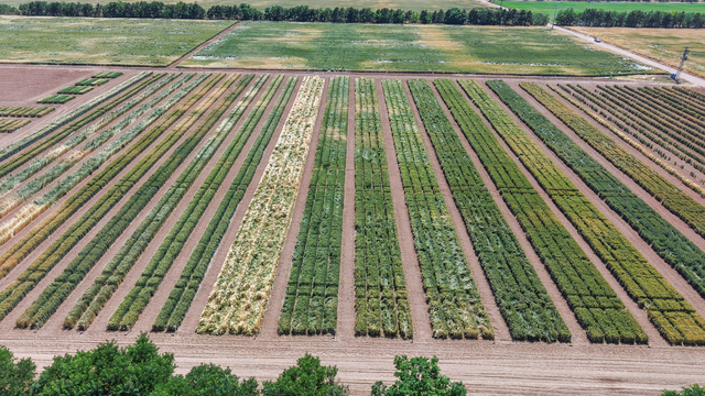 TİGEM'de üretilen tohumların yüzde 45'i kuraklığa dayanıklı