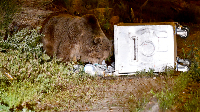 Kars'ta mahalleye inen bozayılar yiyecek ararken görüntülendi