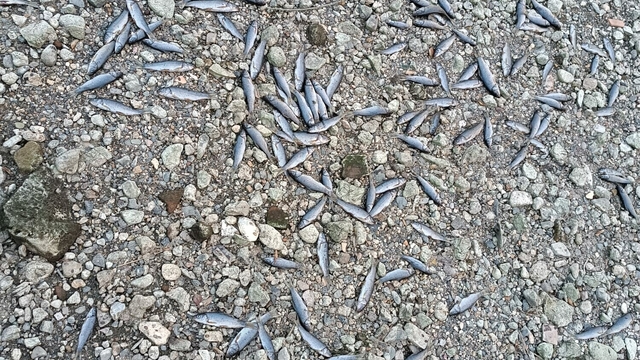 Çanakkale'de çay kısmen kurudu; toplu balık ölümleri yaşandı