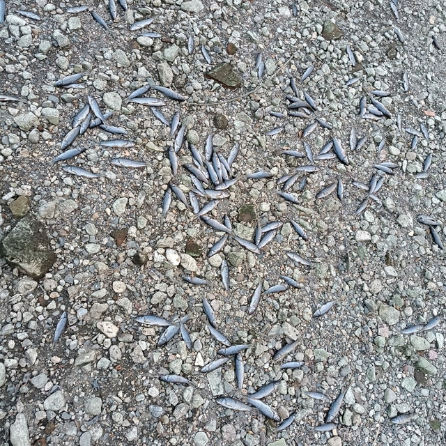 Çanakkale'de çay kısmen kurudu; toplu balık ölümleri yaşandı