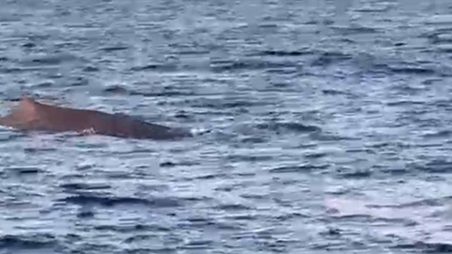 Akdeniz'de amatör balıkçılar balina görüntüledi