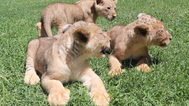 Cumhurbaşkanı Erdoğan'a hediye edilen aslanların 3 yavrusu dünya geldi
