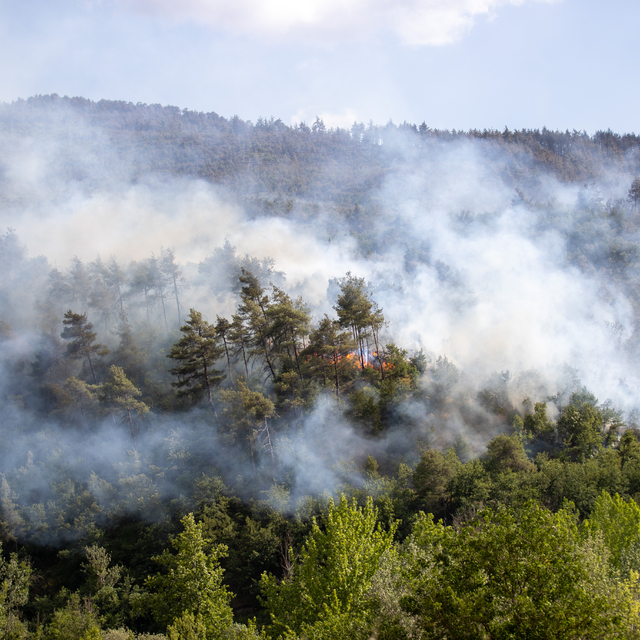 GÜNCELLEME - Sakarya'da çıkan orman yangınında söndürme ve soğutma çalışmal...