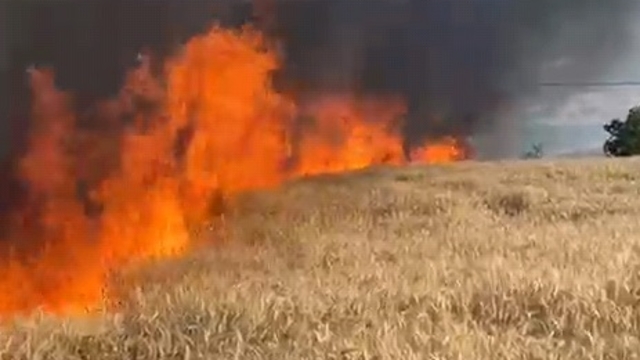 Bursa'da 50 dönüm buğday ekili tarla yandı