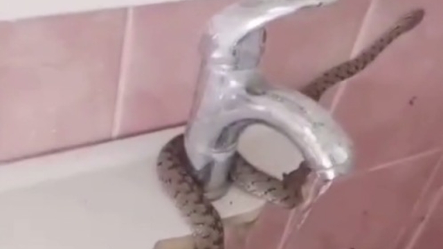 Evinin lavabosunu çekiçle kırıp sıkışan yılanı çıkardı