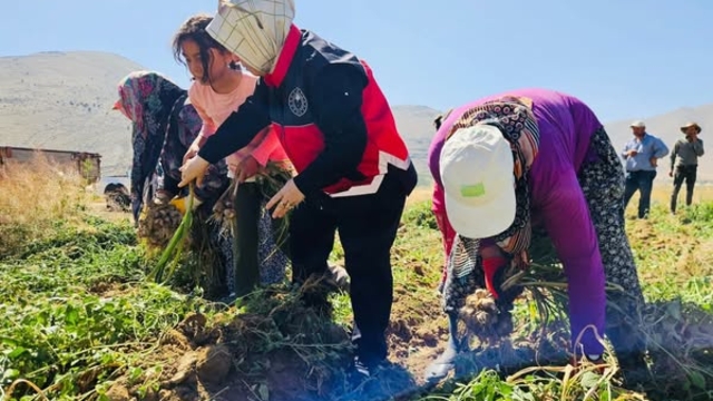 Elmalı'da sarımsak hasadı başladı