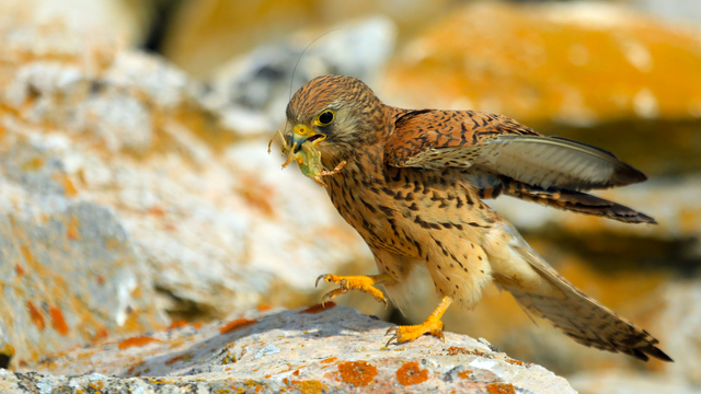 Konya'da kerkenezlerin "av mesaisi"