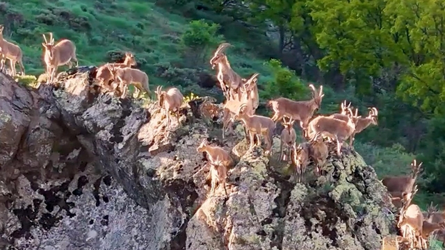 Munzur Dağları'nda dağ keçileri görüntülendi