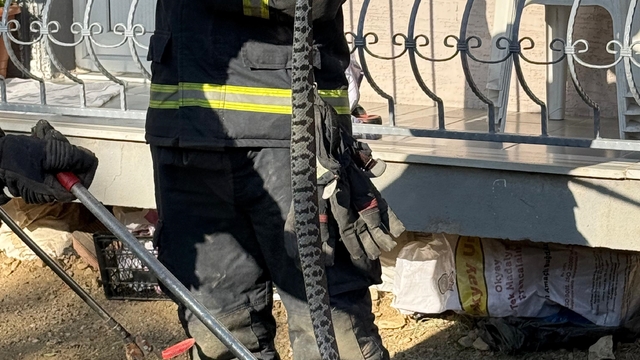 Apartmanın bahçesine giren Kafkas burunlu engerek yılanını itfaiye ekipleri yakaladı