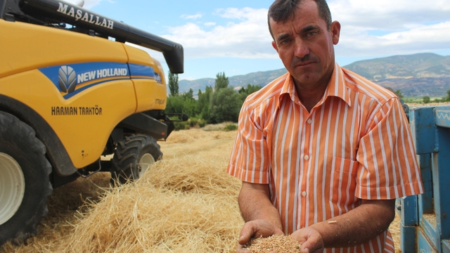 Pazar ilçesinde buğday hasadı sürüyor