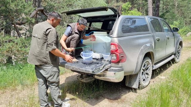 Bolu'da 12 bin kırmızı benekli alabalık yavrusu derelere bırakıldı