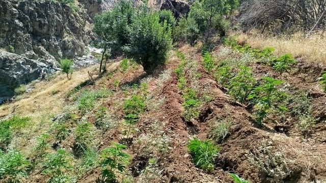 Bingöl'de 5 bin 990 kök Hint keneviri ele geçirildi