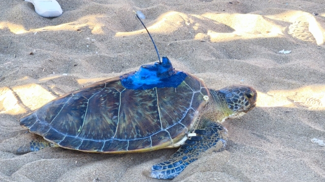 Uydu takip cihazı takılan 'Soli', Akdeniz'in sularına bırakıldı