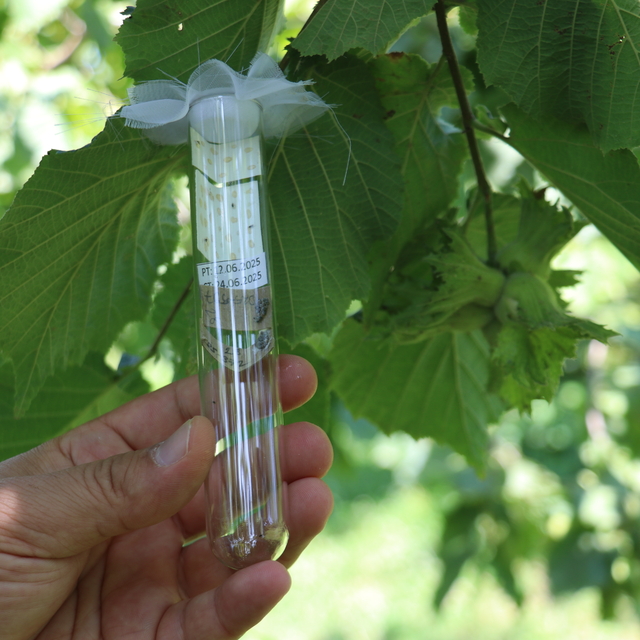 Fındık hasadı öncesi "kritik hazırlıklar" yoğunlaştı