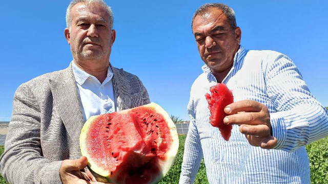 Araban'da karpuz hasadı başladı